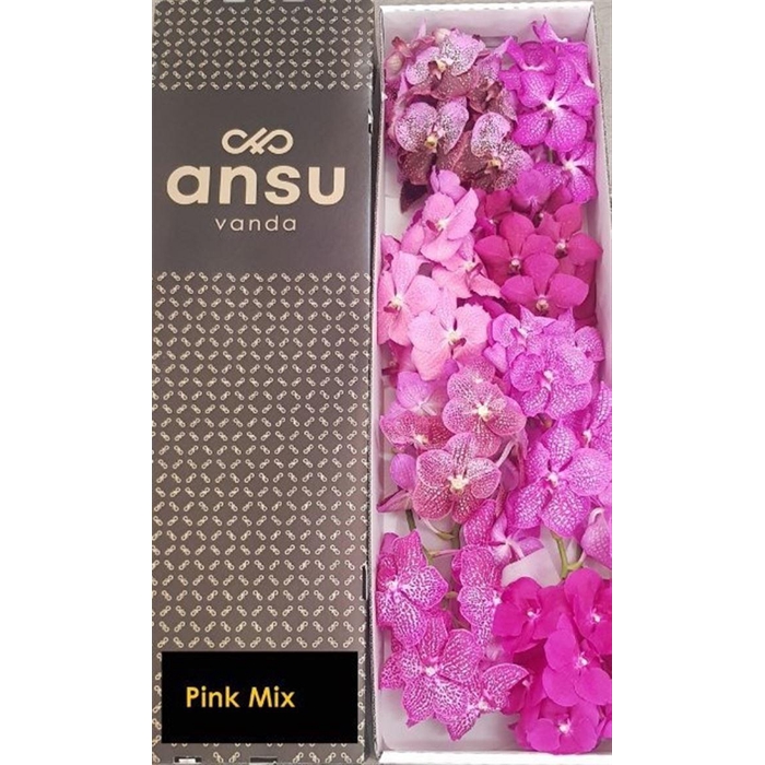 <h4>Vanda T Pink Mix</h4>