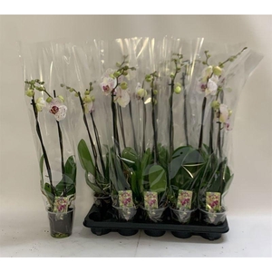 PHAL CALYPSO
