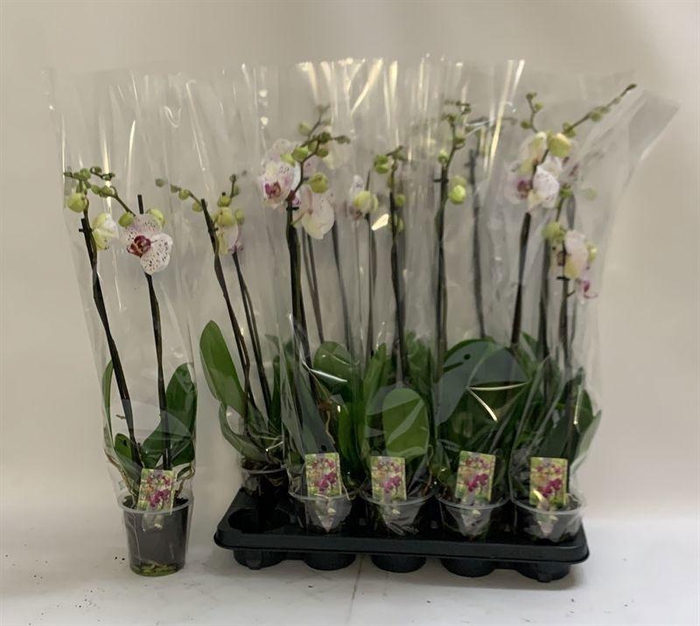 <h4>PHAL CALYPSO</h4>