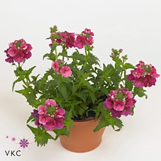 Nemesia  'Angelart Raspberry´'