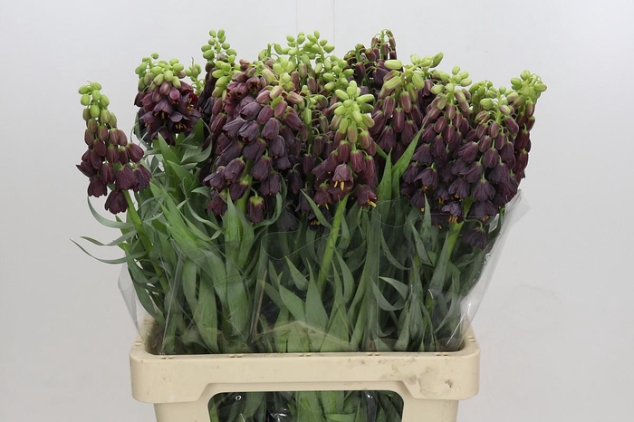 <h4>Fritillaria Persica</h4>