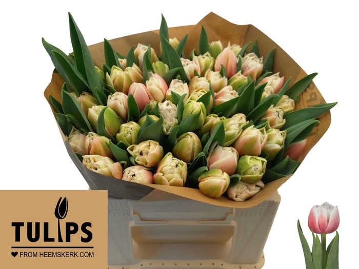 <h4>TU DU SAMBUCA</h4>