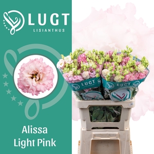 EUSTOMA RUSS. DU 'ALISSA LG PINK'
