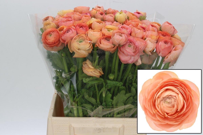 <h4>RAN EL SALMON</h4>