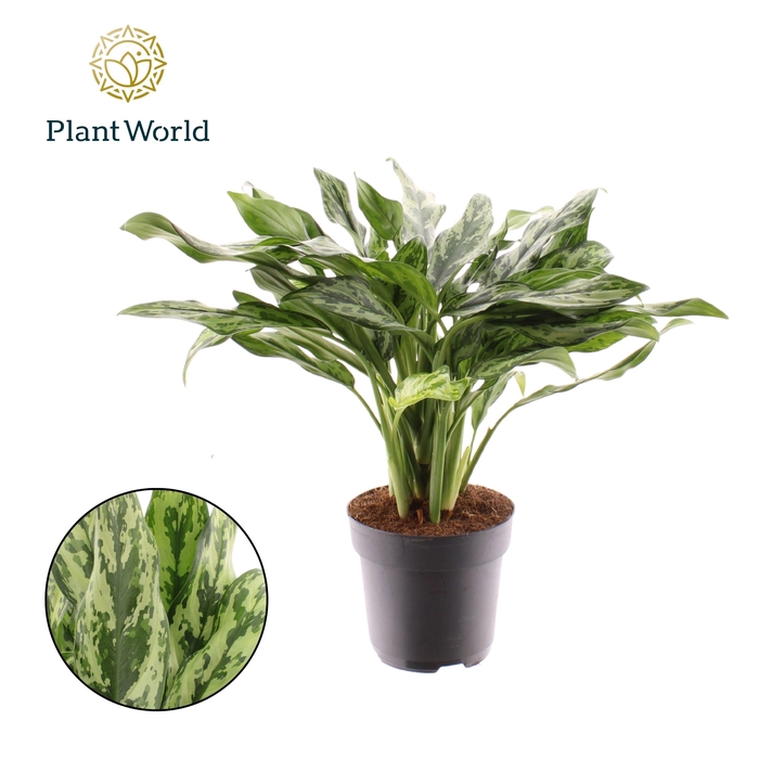 <h4>Aglaonema Juliette</h4>