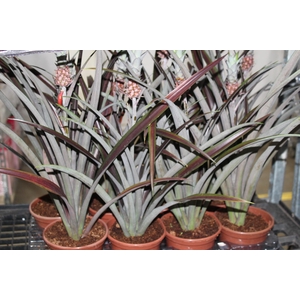 ANANAS LUCIDUS P15