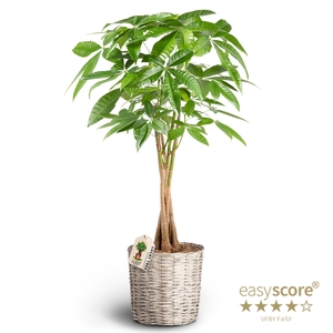 PACHIRA AQUATICA P26