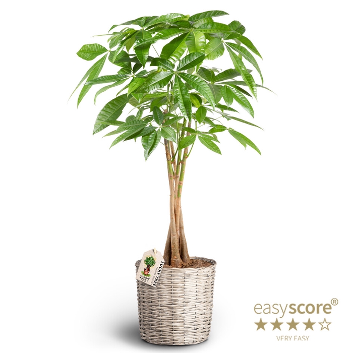 PACHIRA AQUATICA P26