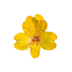 ALSTROEMERIA FLORIDA 080 CM