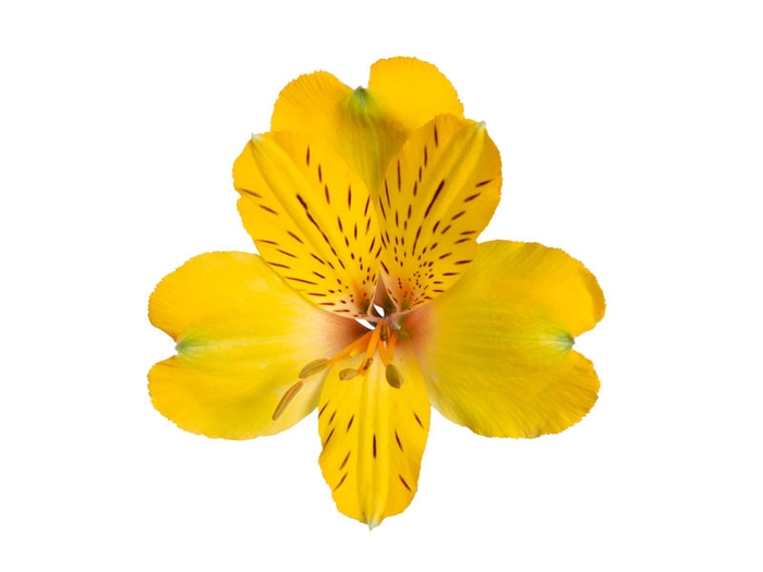 <h4>ALSTROEMERIA FLORIDA 080 CM</h4>