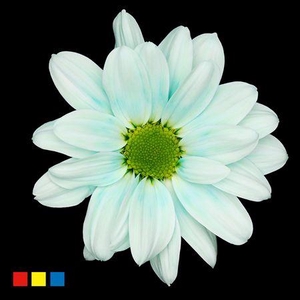 Chr T Kennedy Pastel Mint