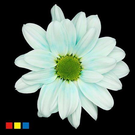 <h4>Chr T Kennedy Pastel Mint</h4>