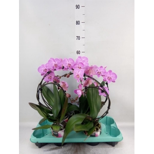Phalaenopsis   ...