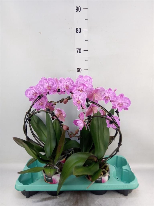 <h4>Phalaenopsis   ...</h4>