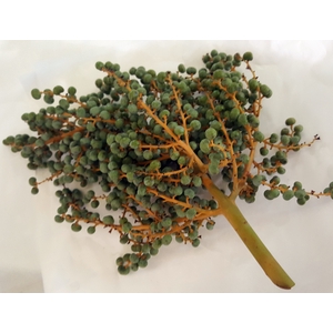 LAKE DATTELS 1KG