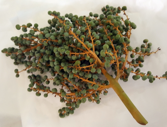 <h4>LAKE DATTELS 1KG</h4>