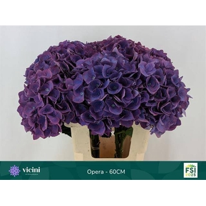 Hydr Opera 60 cm Vicini