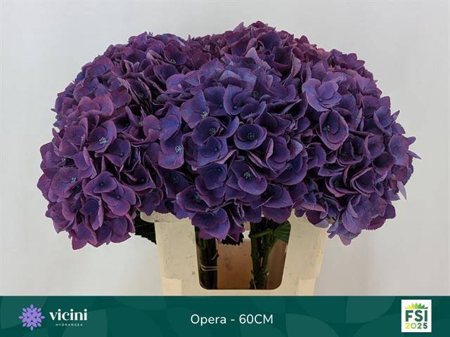 <h4>Hydr Opera 60 cm Vicini</h4>