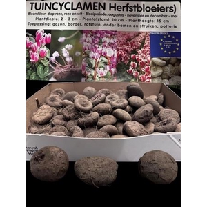 arr8 Cycl Hederifolium Mixbox