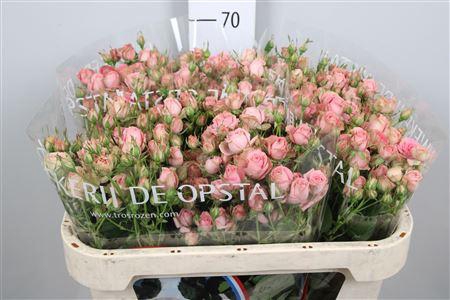 <h4>R Tr Pepita</h4>