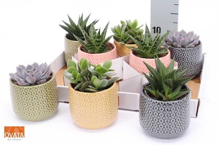 <h4>SUCC GEM 4 SRT</h4>