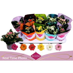 KAL GE PERF GEM 6 KL