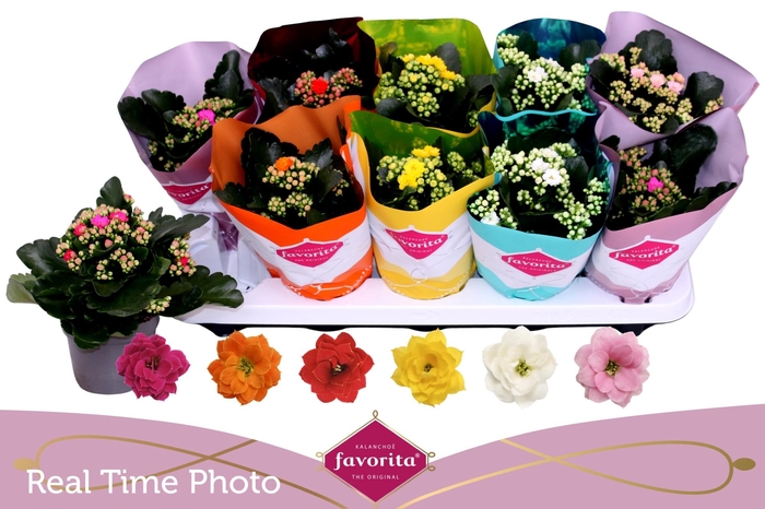 <h4>KAL GE PERF GEM 6 KL</h4>