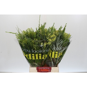 BQ Cape Greenmix