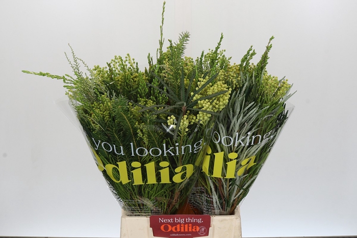 <h4>BQ Cape Greenmix</h4>