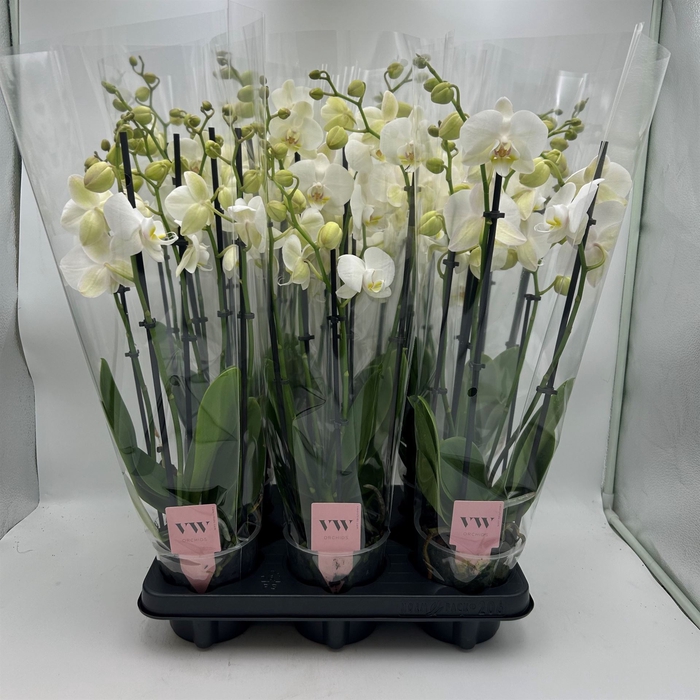 <h4>Phalaenopsis  'Ant Inverness'</h4>