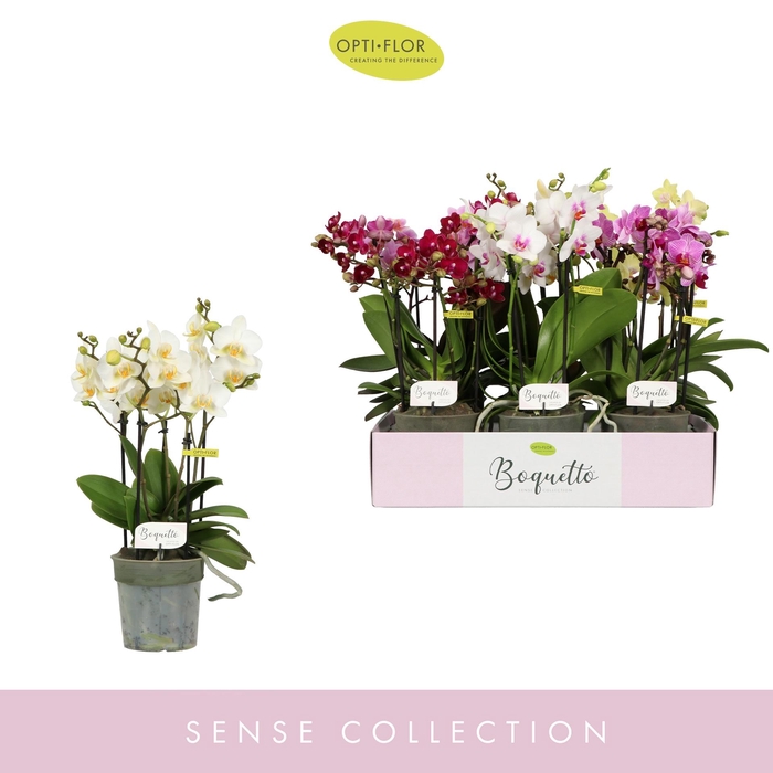 <h4>PHAL OPTI BOQUETTO MIX 3-5 SPIKE</h4>