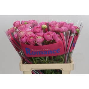 Ranunculus Romance Louis