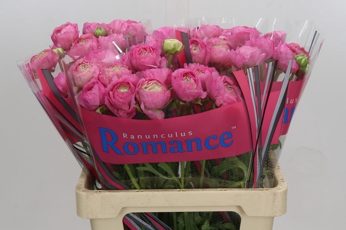 <h4>Ranunculus Romance Louis</h4>