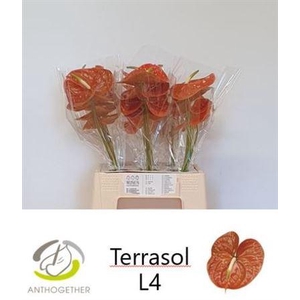 ANTH A TERRASOL 30 WATER