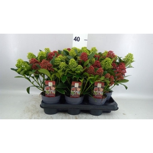 SKIMMIA JAP. SKIMMIA DUO 10+