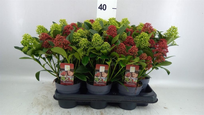 <h4>SKIMMIA JAP. SKIMMIA DUO 10+</h4>