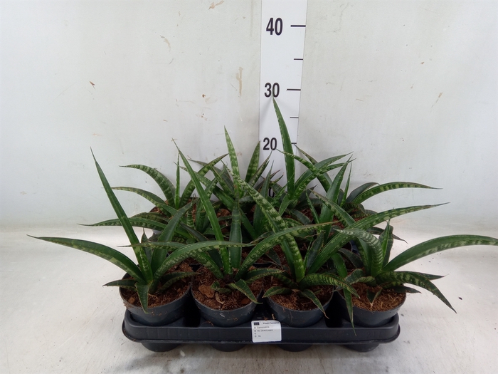 <h4>Sansevieria trifa.   ...</h4>