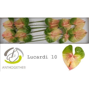 Anthurium Lucardi