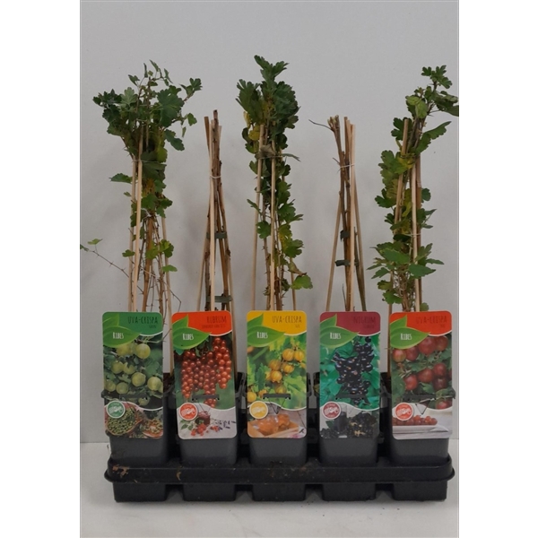 <h4>Ribes mix; zwarte bes, rode bes, kruisbes</h4>