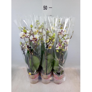 Phalaenopsis multi.   ...