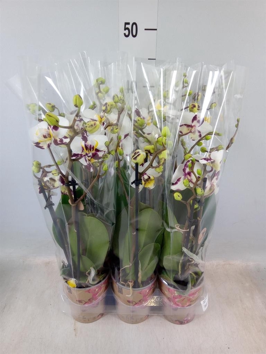 <h4>Phalaenopsis multi. ...</h4>