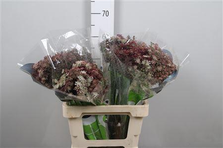 <h4>Daucus Carota Dara</h4>