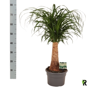 BEAUCARNEA RECUR