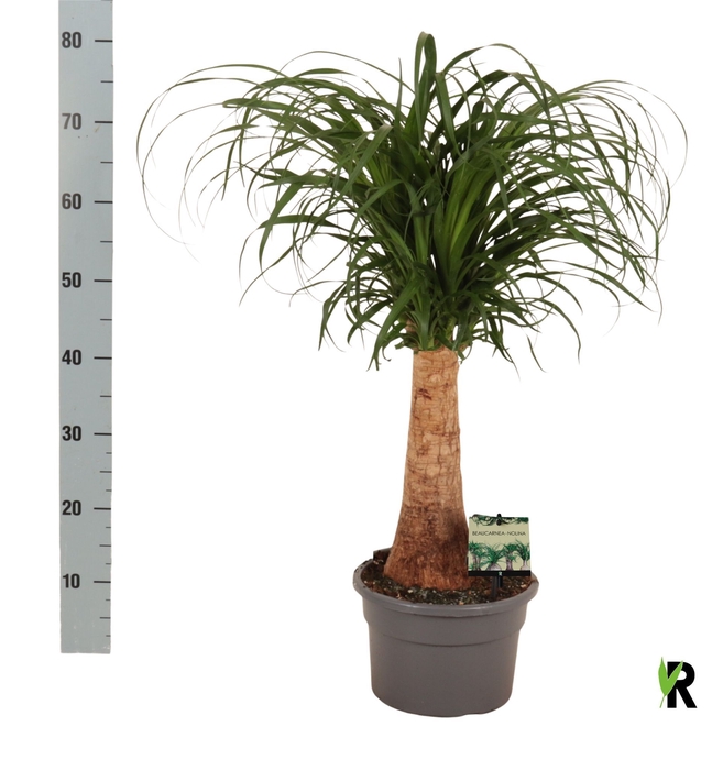 <h4>BEAUCARNEA RECUR</h4>