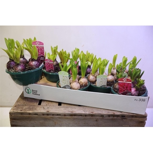 arr8 Hyacin Oriental Gem