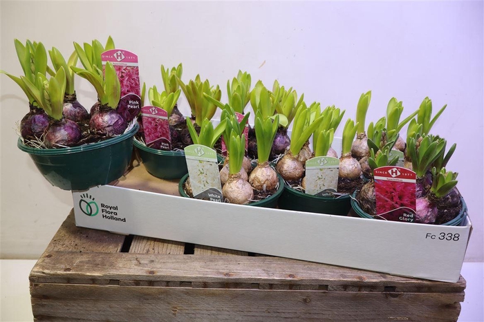 <h4>arr8 Hyacin Oriental Gem</h4>