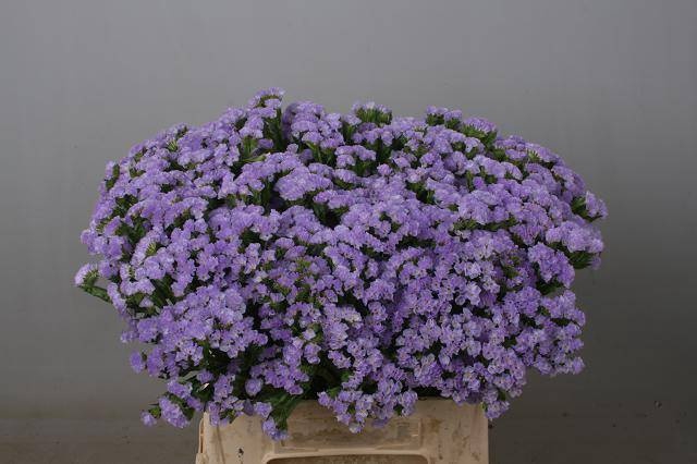 <h4>LIM S LUNA BLUE</h4>