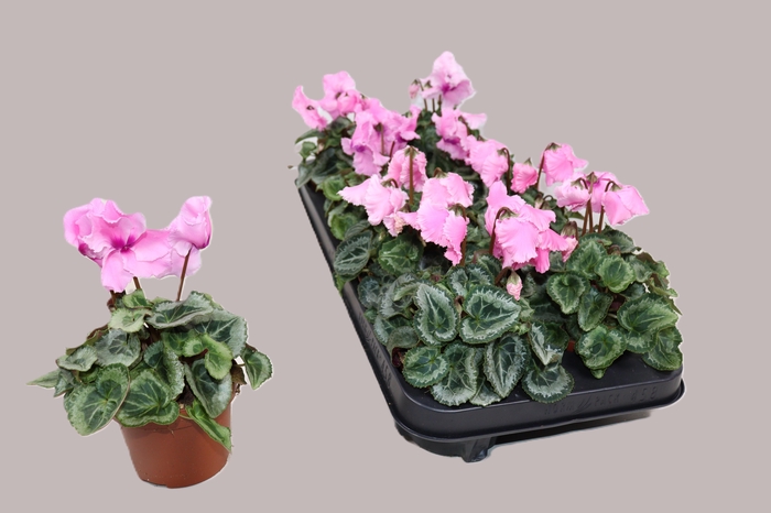 <h4>CYCL MIDI FALBALA PINK</h4>