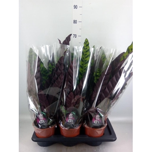 Calathea lancifolia