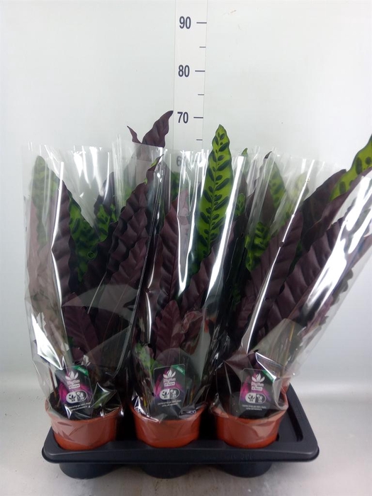 <h4>Calathea lancifolia</h4>